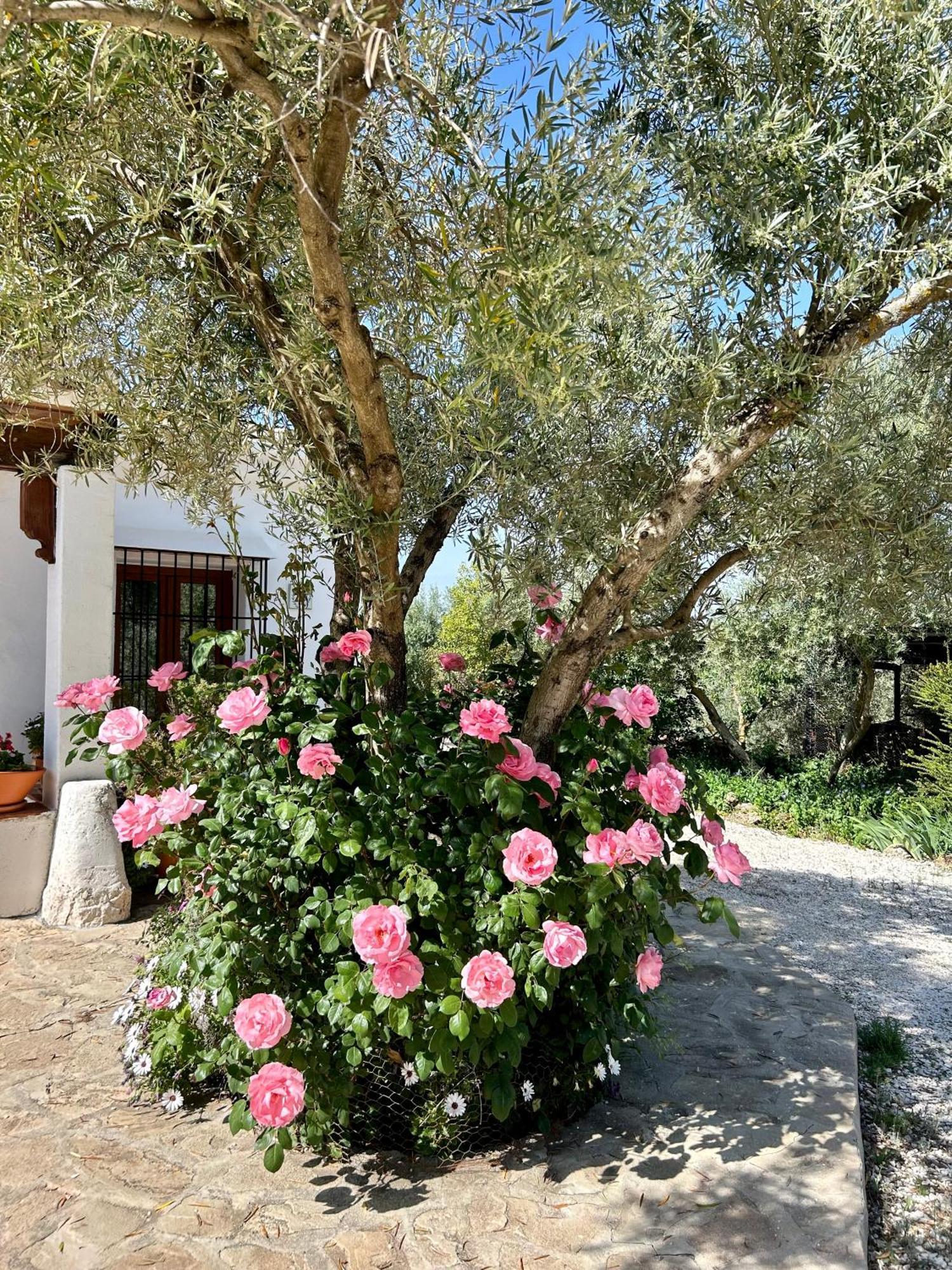 Refugio Andaluz Con Piscina Entre Olivos فييانويفا ذي تابيا المظهر الخارجي الصورة